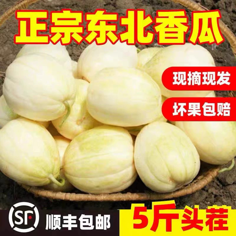 顺丰包邮黑龙江白糖罐香瓜
