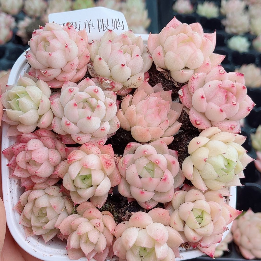 1-780 新疆西藏内蒙不发12.8包邮2-3公分多肉