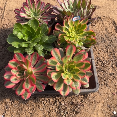 140多肉植物组合