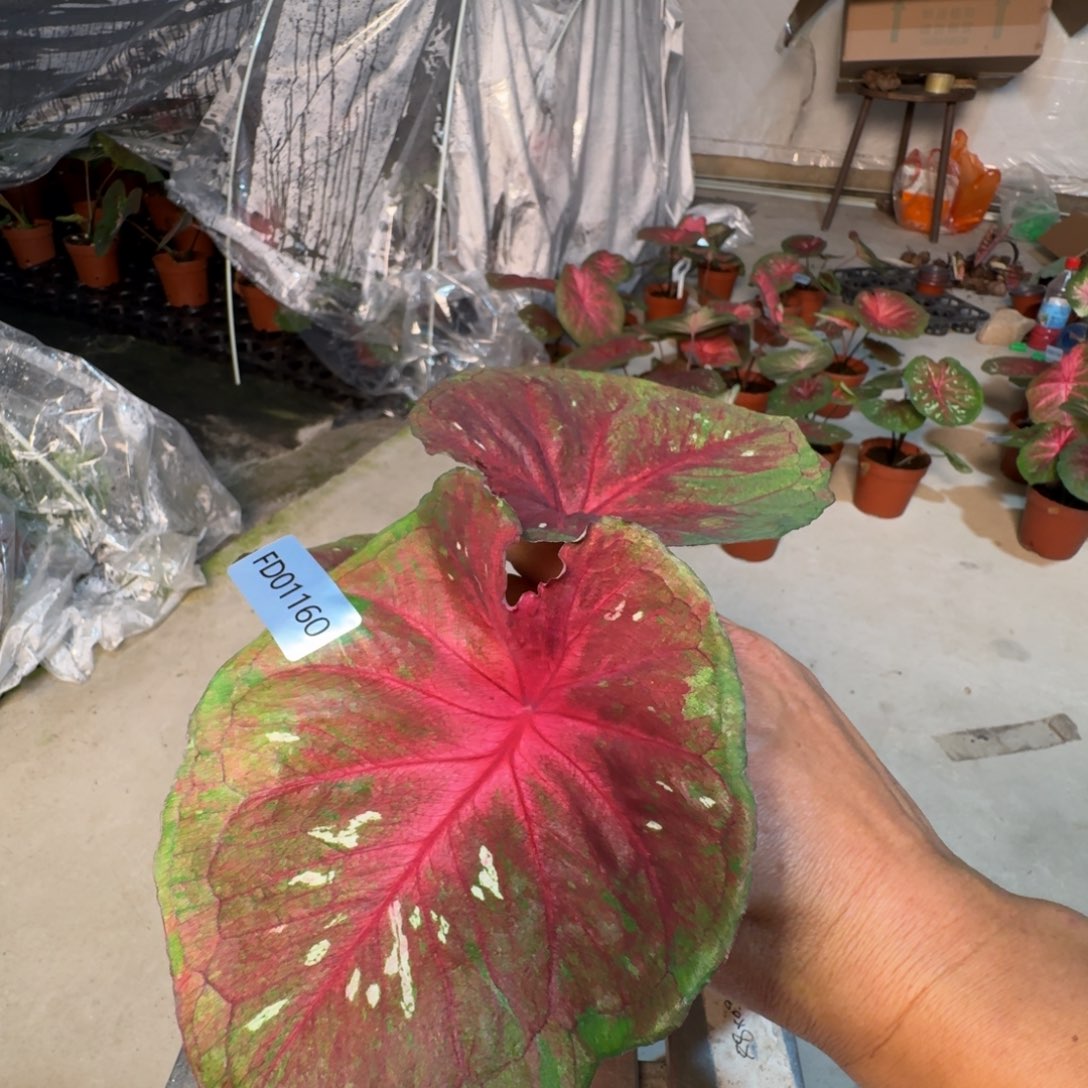 无花朵专拍，海王寄养01160