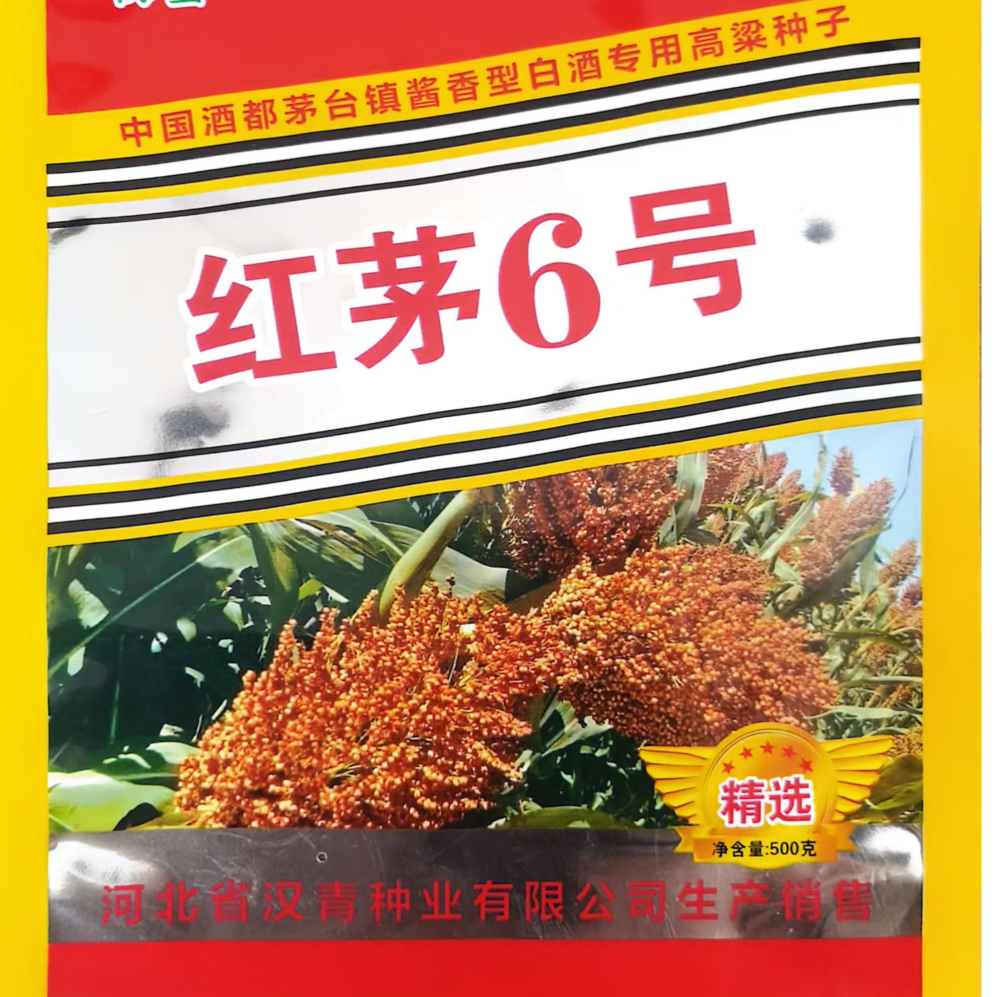 汉青 红茅6号 抗病性强 小籽粒 糯性强