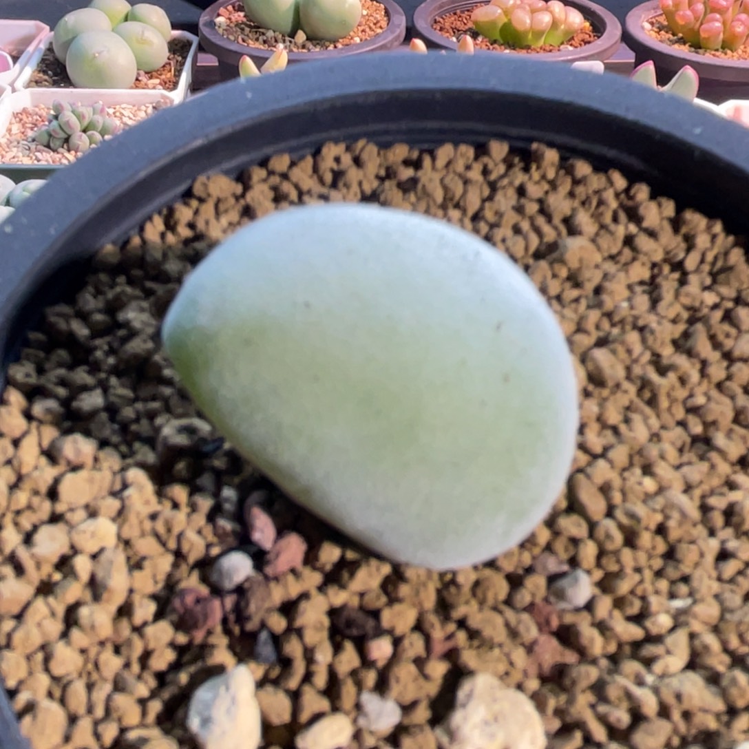 宝辉玉植物一物一拍