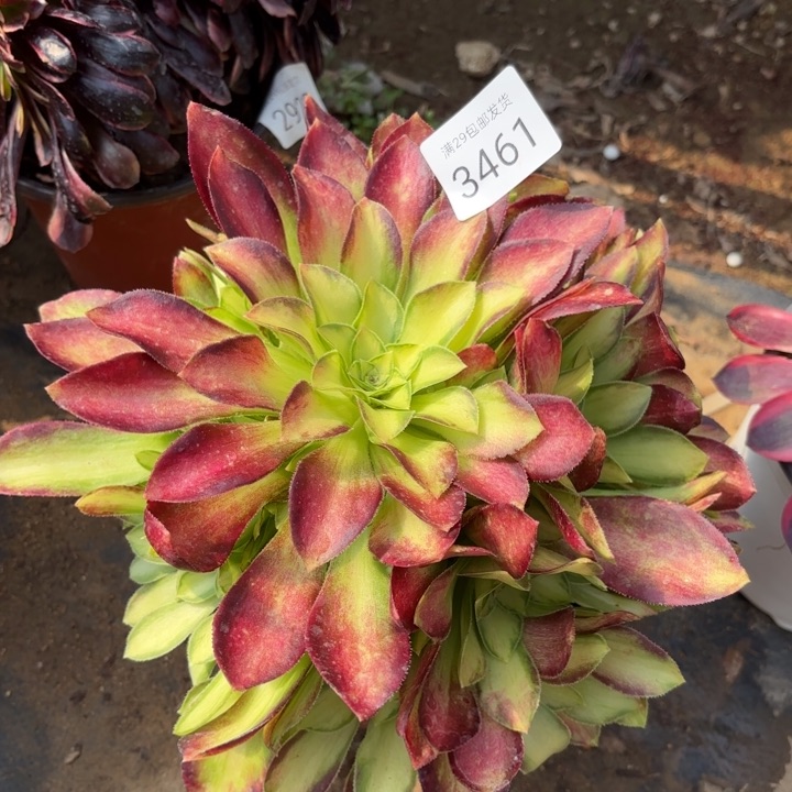 韶华多肉法师3461