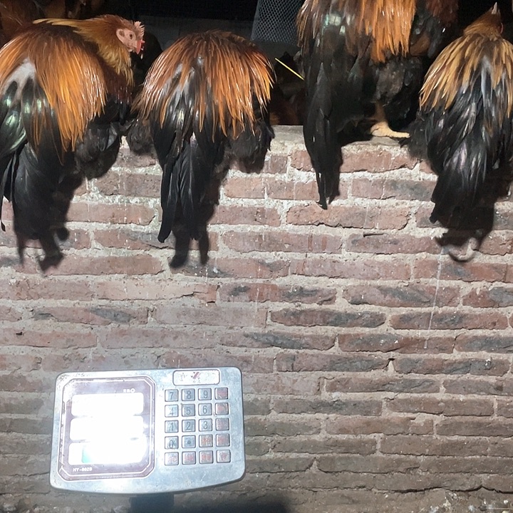 1中国大陆包装290天6.8斤