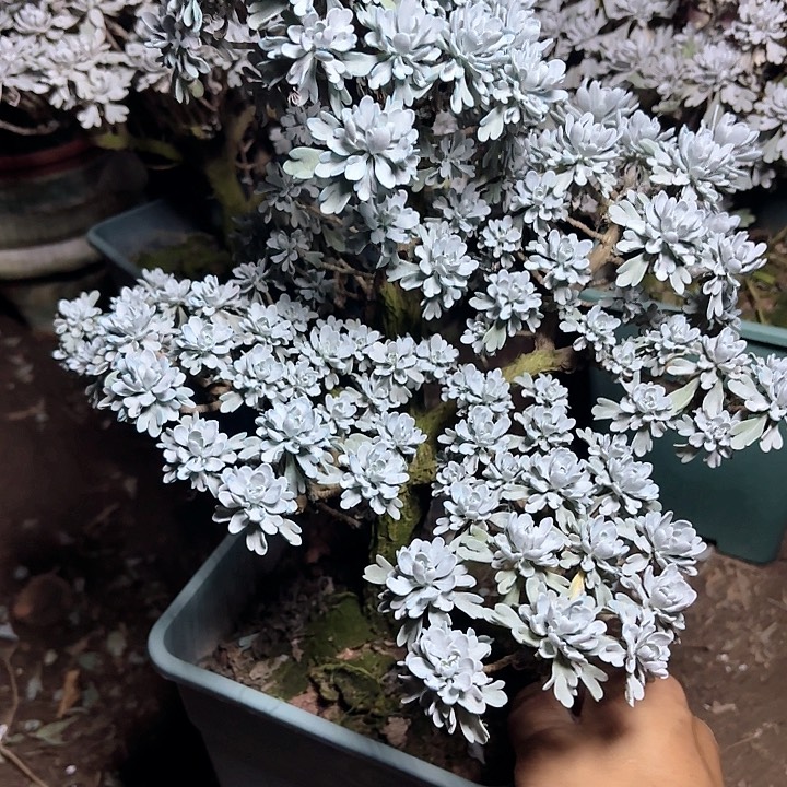 渔***庄哈哈哈哈哈哈哈哈哈哈