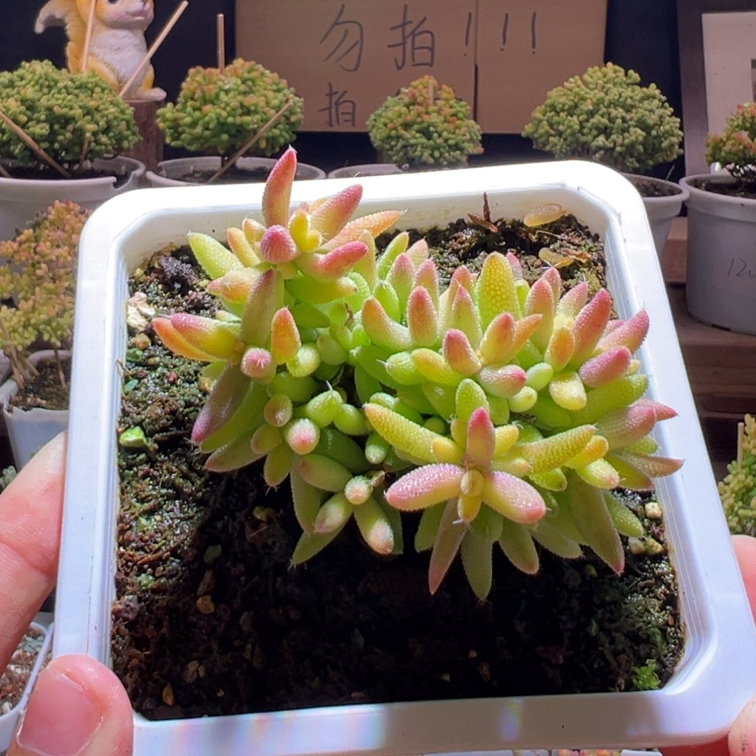 225玉米锦一物一拍包开箱
