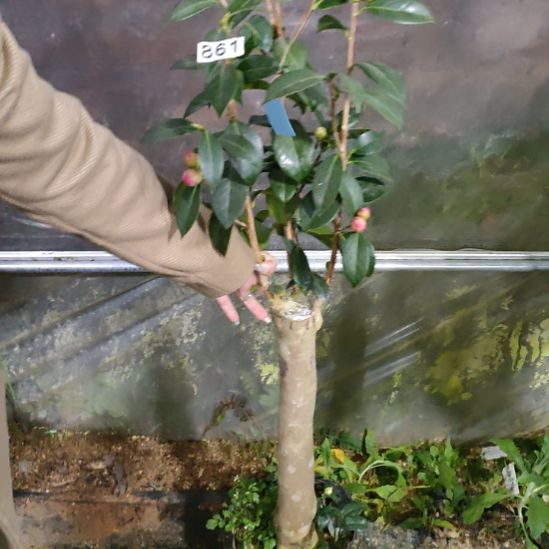 961迷茫的春天，白瑞奇，原盆原土发货