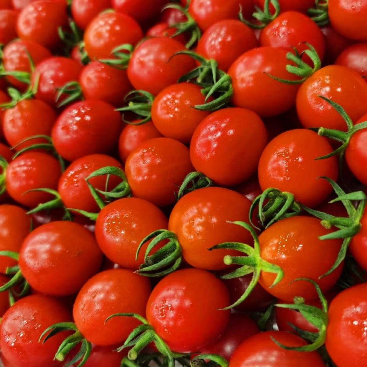 《健康低脂》千禧净果300g千禧圣女果广东省