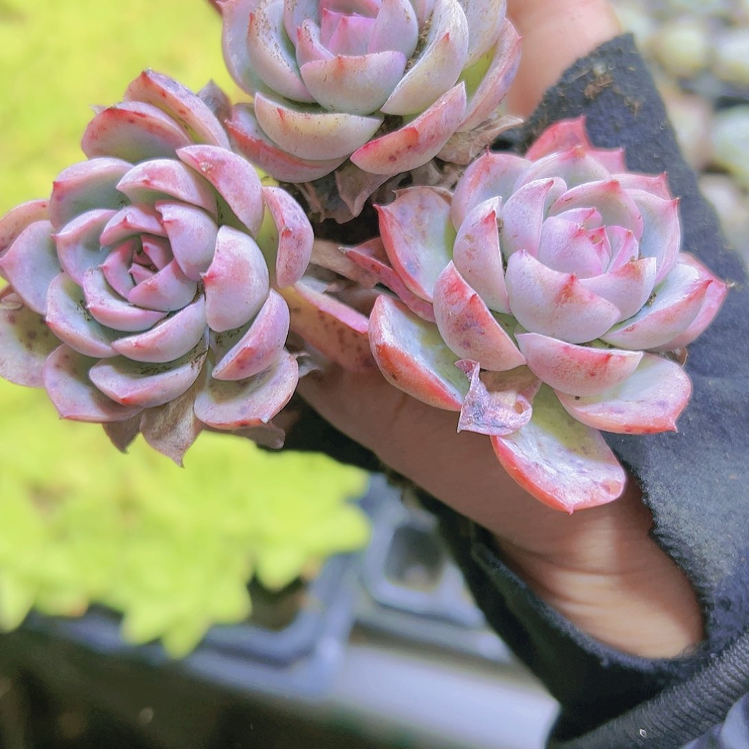 孤星苗3个19包邮对肉