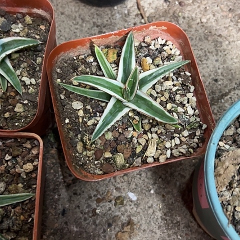 冰***人冰山锦龙舌兰植物