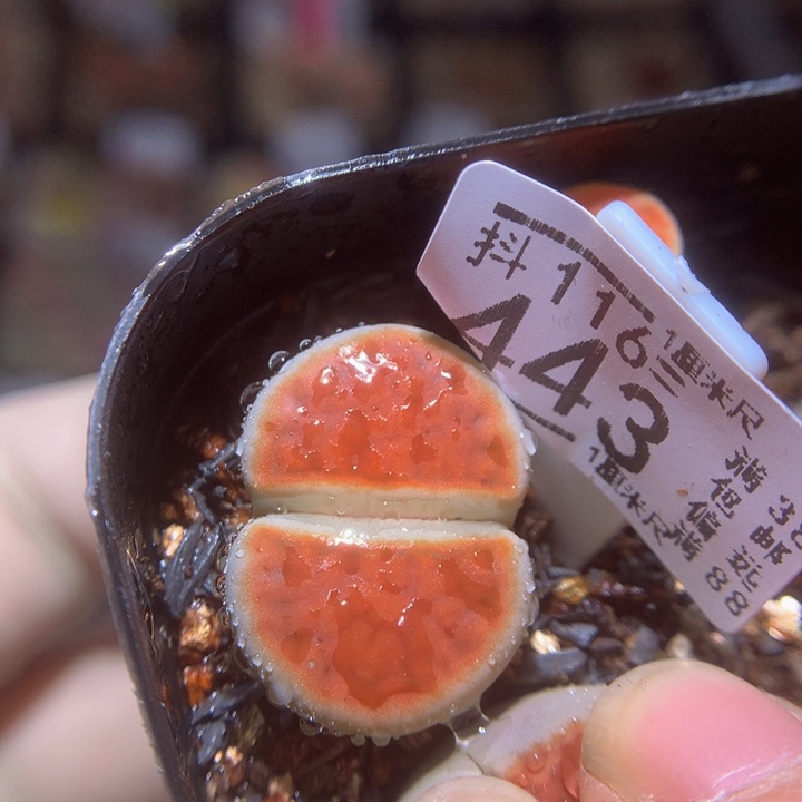 精品生石花116.443