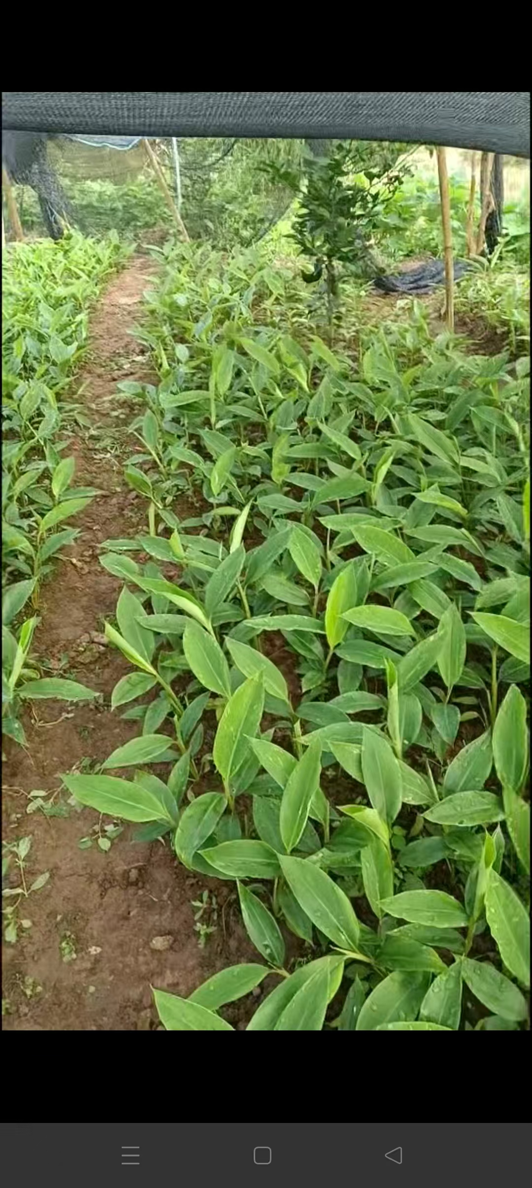 四川宜宾川香砂苗砂仁苗