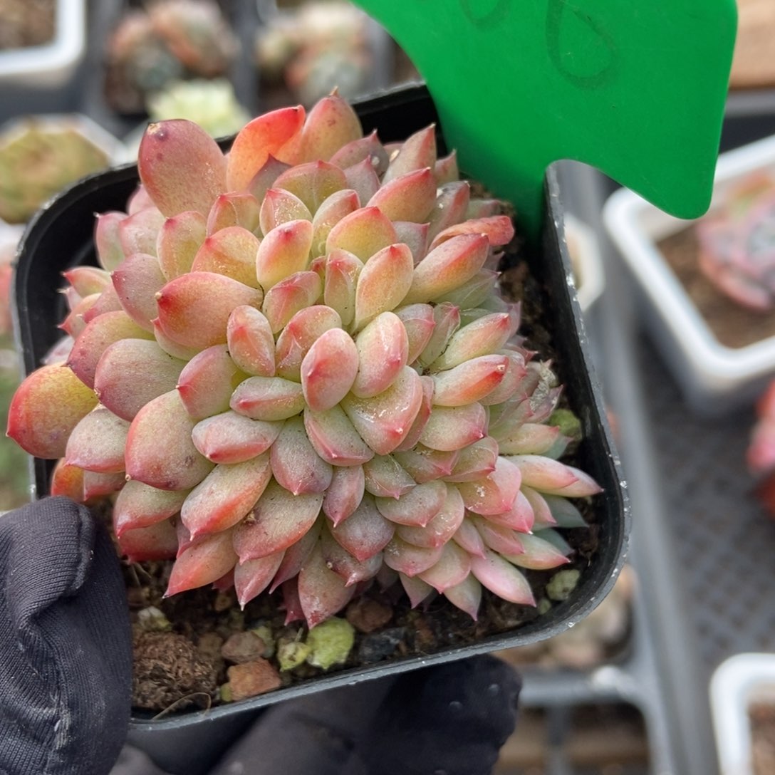 1666干冰多肉植物保护