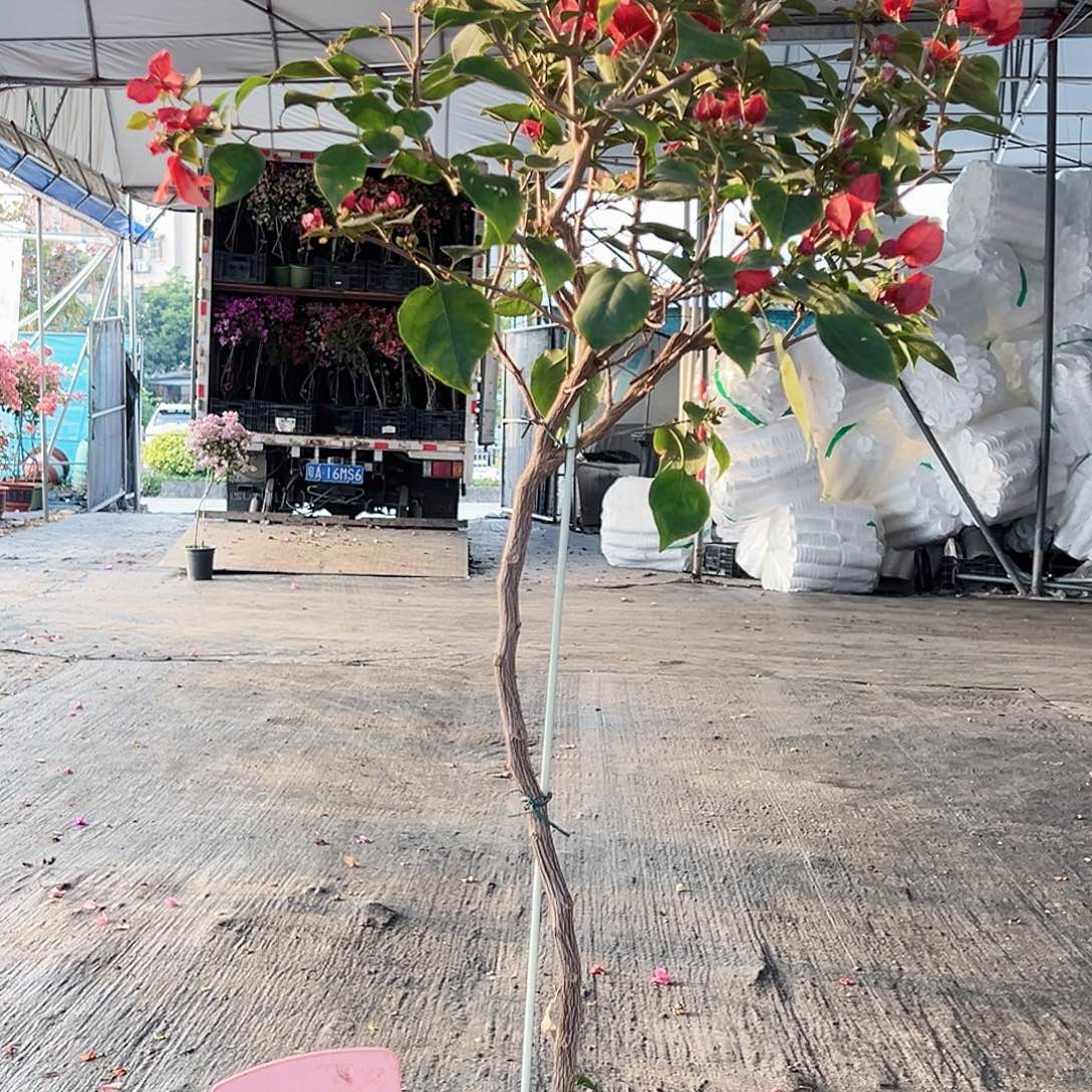 云***飘大部分花苞少量开放E81不甜西瓜