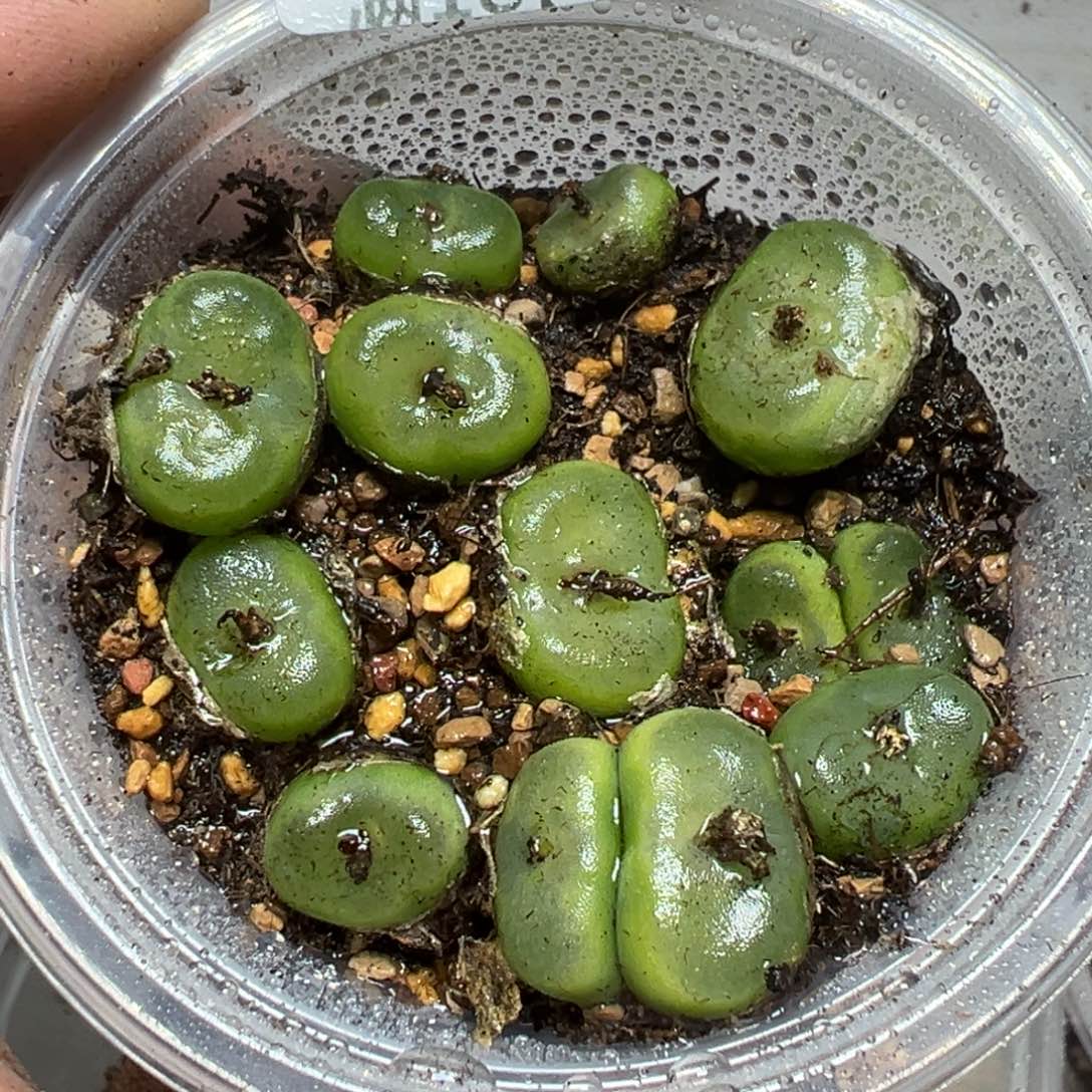 【闪购商品】 137。    