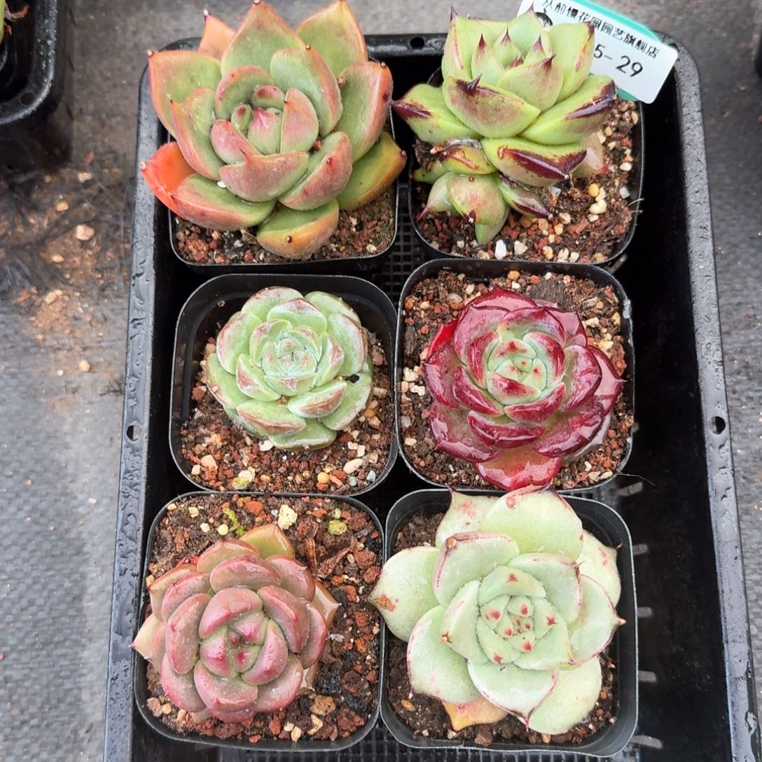 从前慢多肉精选编号0915.29