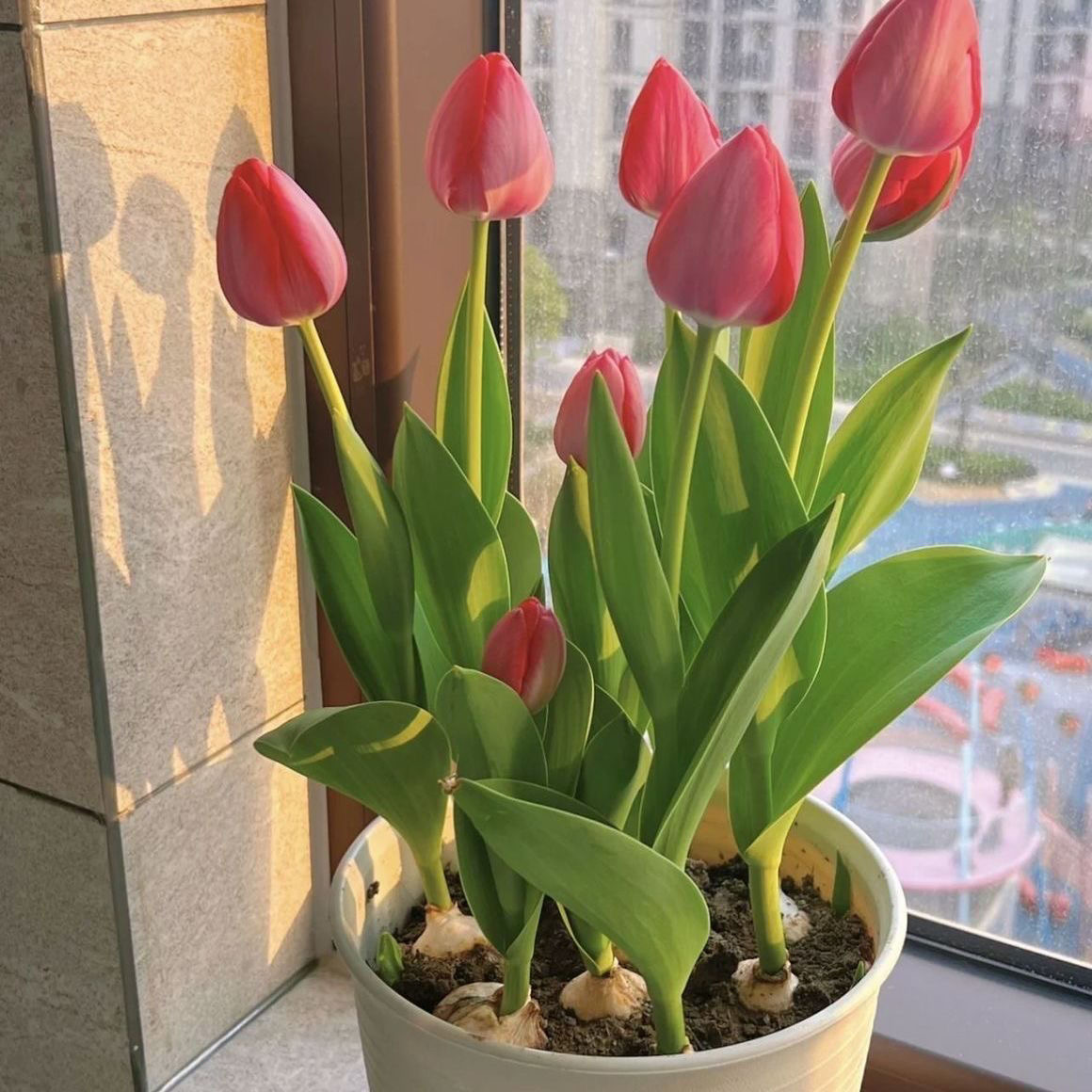 郁金香种球耐寒多年生可水培土培室内外阳台花卉