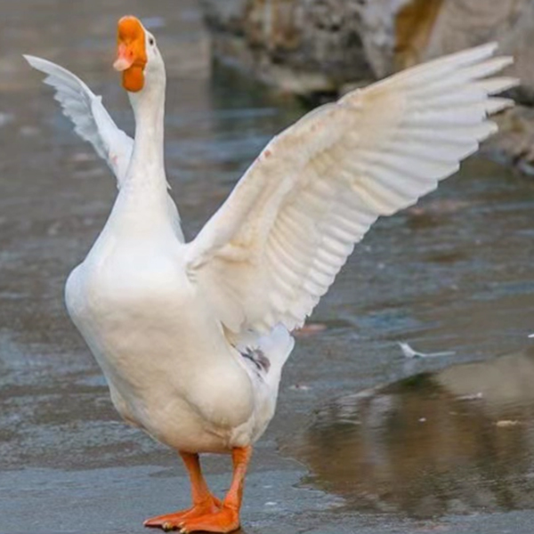 净重6-7斤东北大鹅瓦房店农村散养笨大鹅粮食喂养