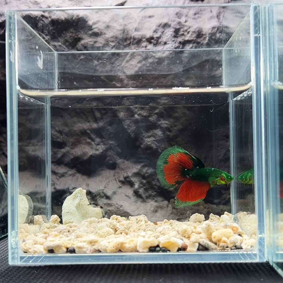 斗鱼精品精品精品精品就批评