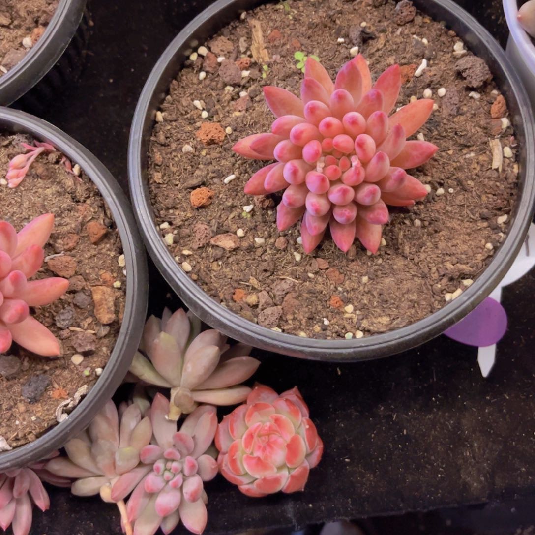 车厘子单头美肉美美哒