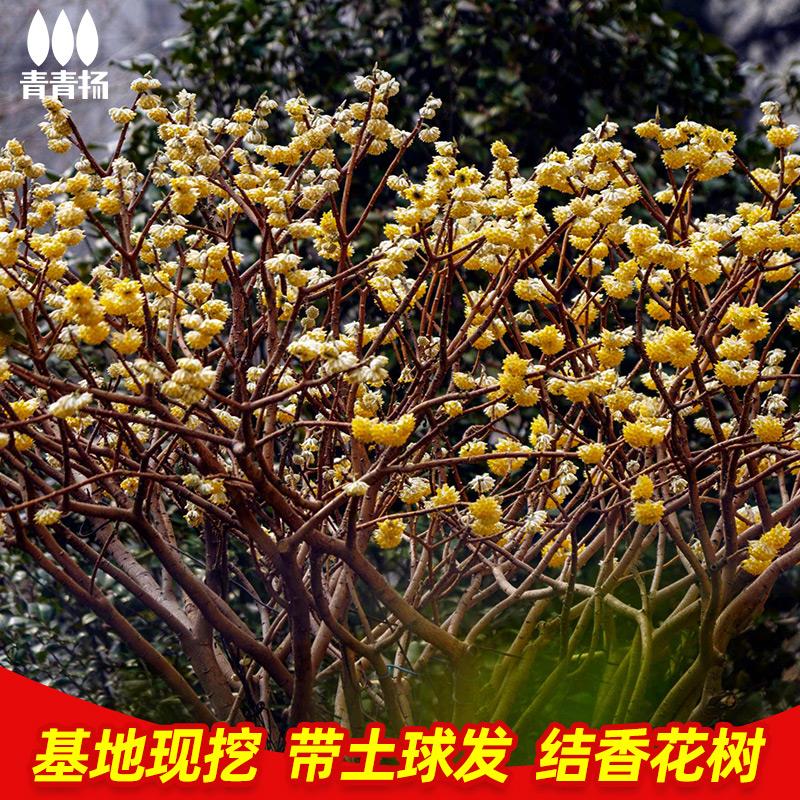 结香花苗梦冬花树苗庭院园林绿化苗木金腰袋打结花浓香植物球花卉