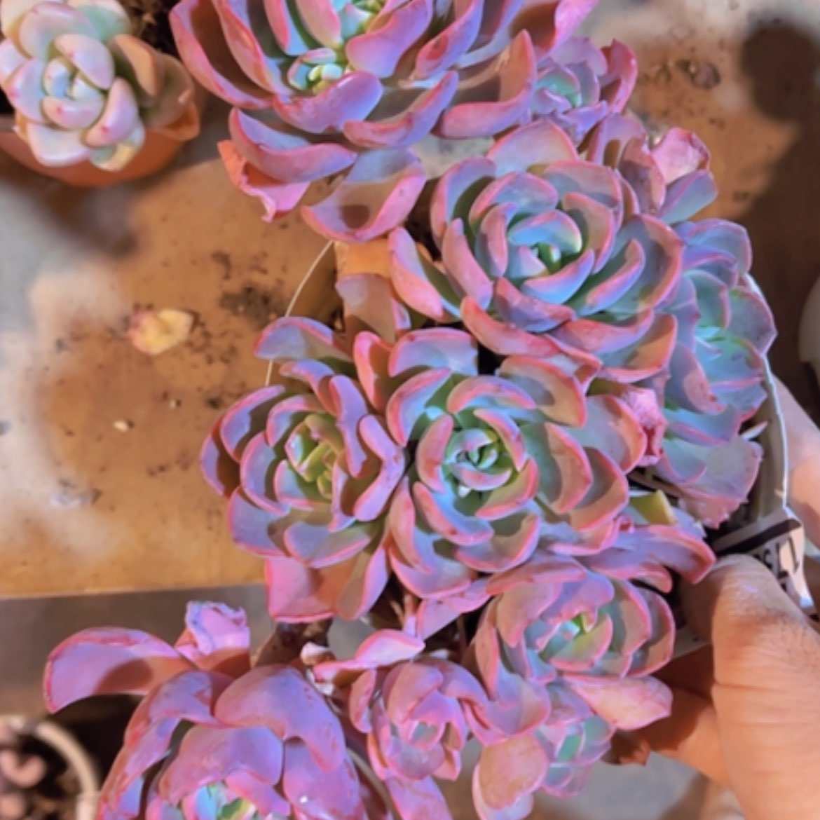 【闪购商品】甜橙仙子17323