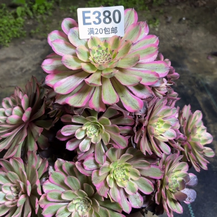 瑞妈一物一拍380