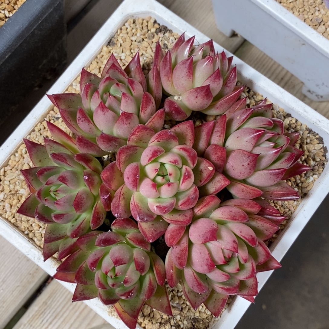 健健康康快快乐乐多肉