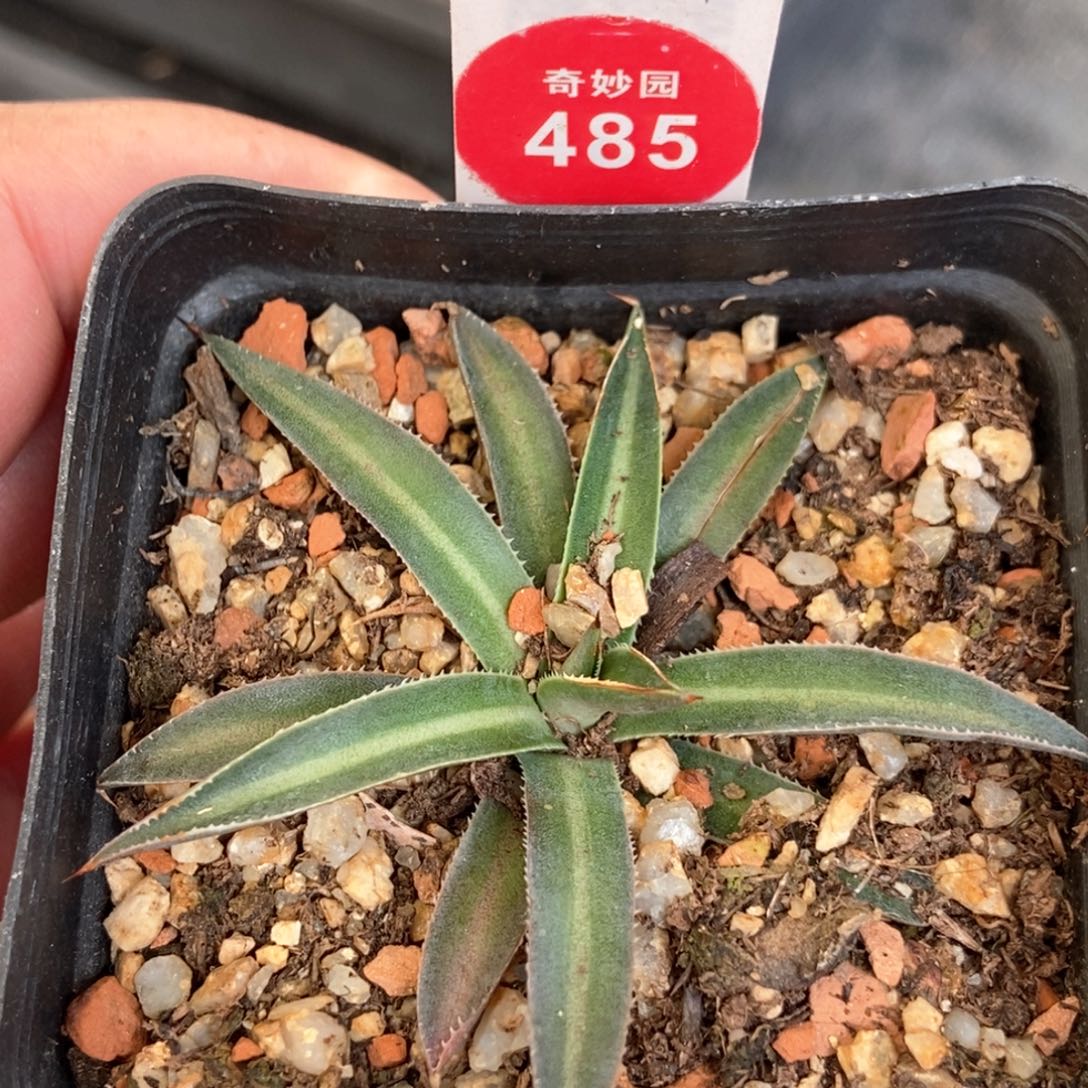 仁王冠一颗仙人球569853