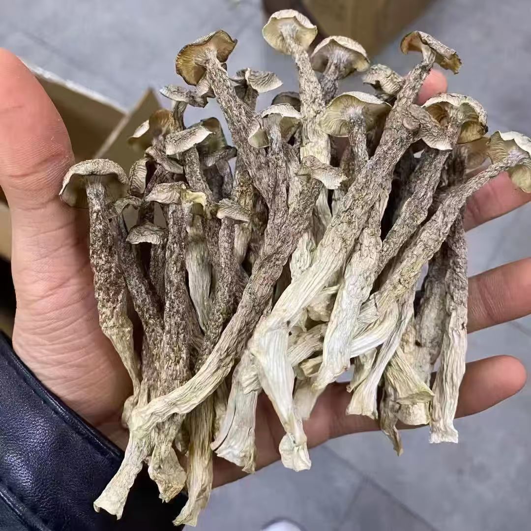 福利价 娜家的鹿茸菇250克