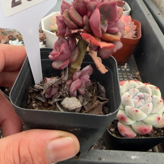 200大红袍一物一拍18包邮