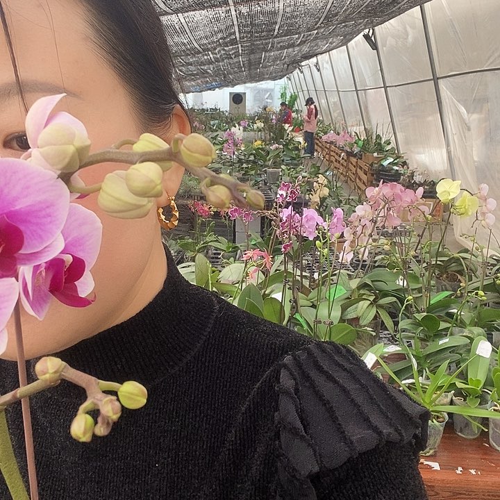 无花朵宝贝蝴蝶兰