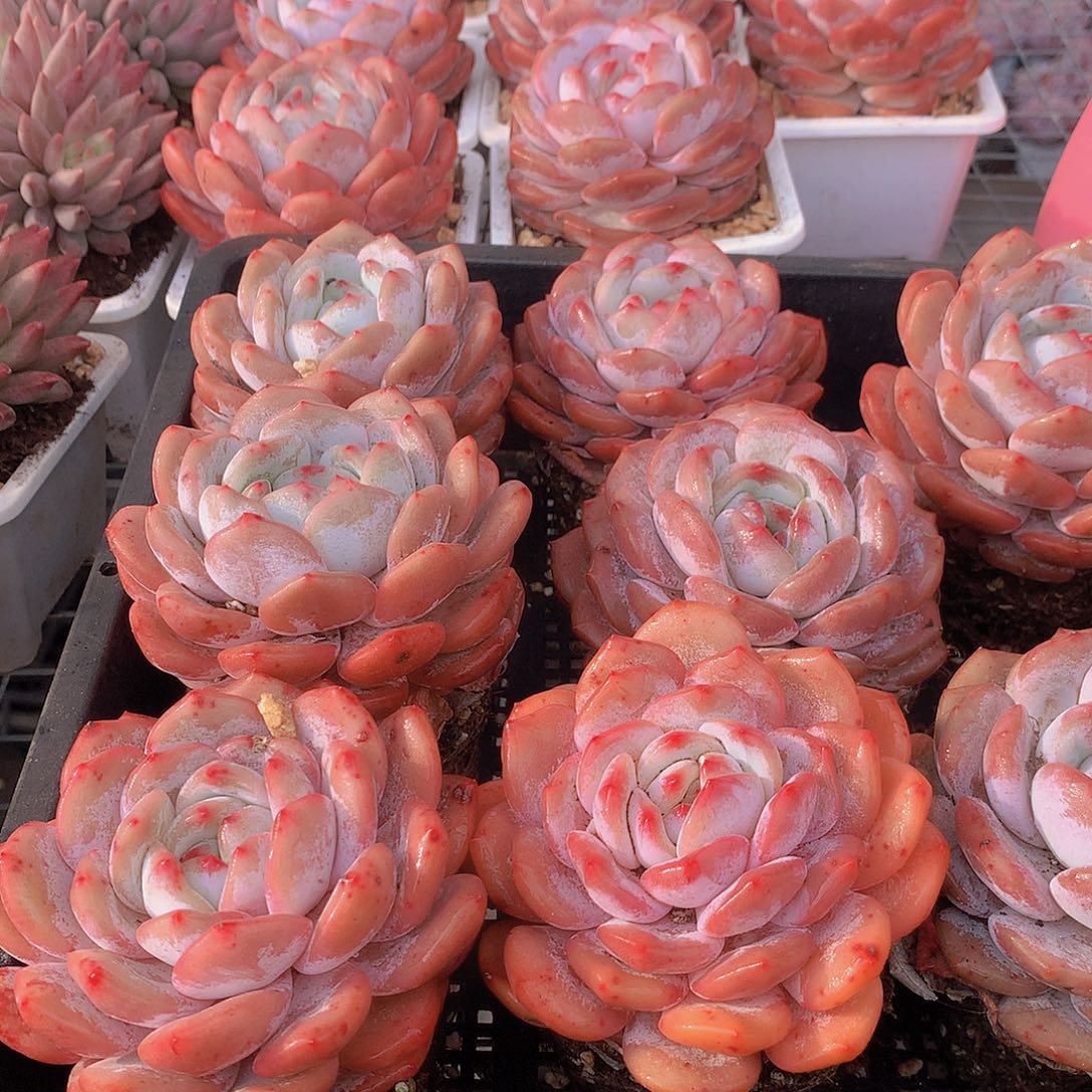 仙女橙3453567889999哦9