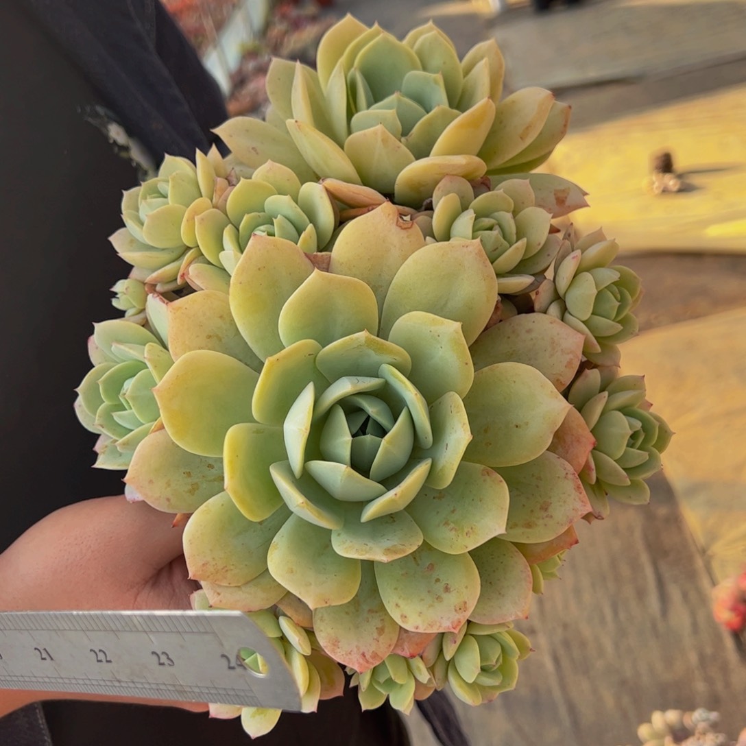 韩国恋曲单头带手捧