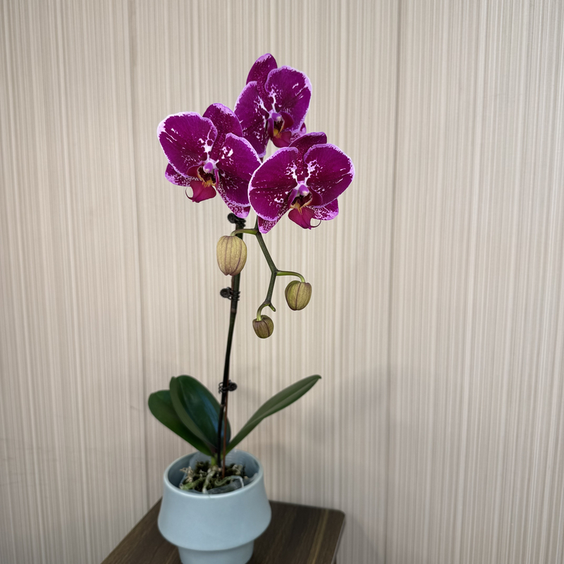 【天后】蝴蝶兰带花带花苞室内前台喜事乔迁送礼【澧兰汀专属】