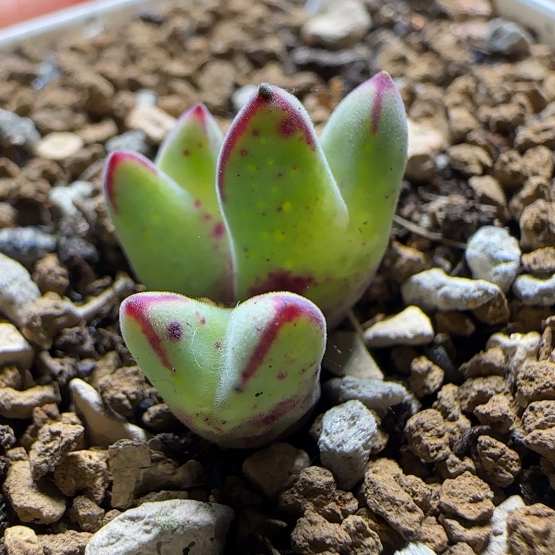 985猪蹄多肉植物百科