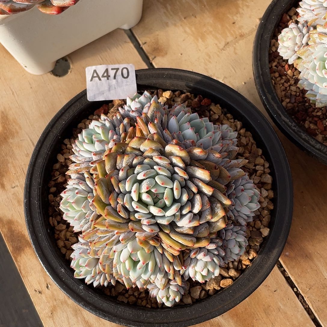 470多肉植物多肉植物