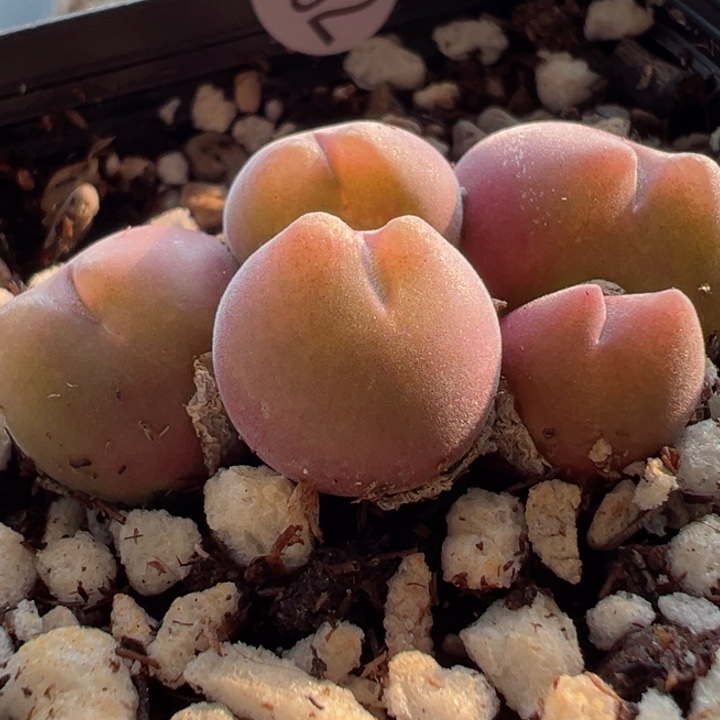 302号111111111111111