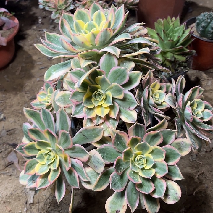 多肉植物法师灿烂64