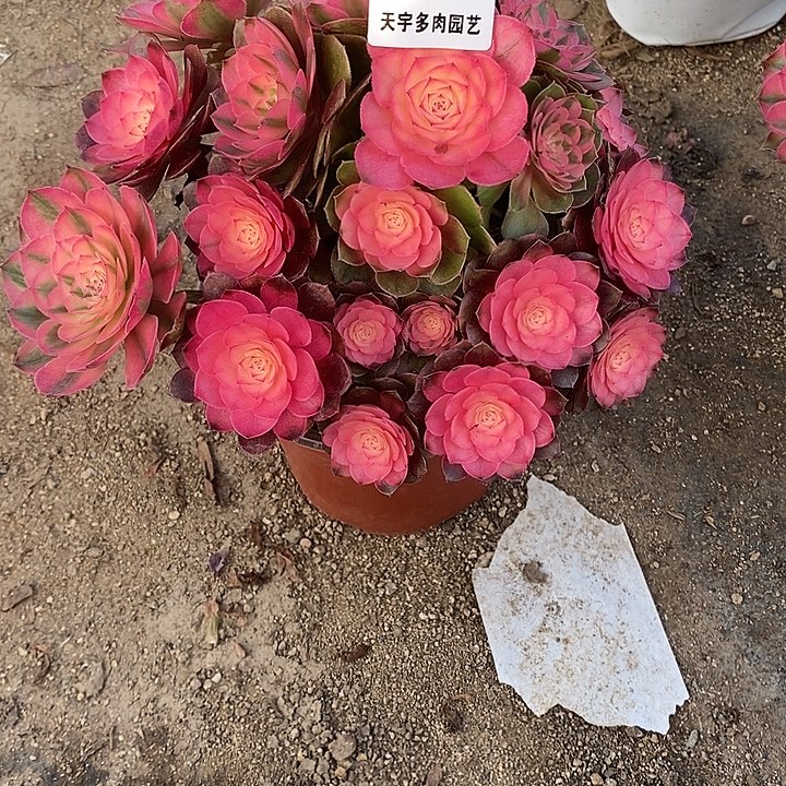 多肉植物荔枝418多肉