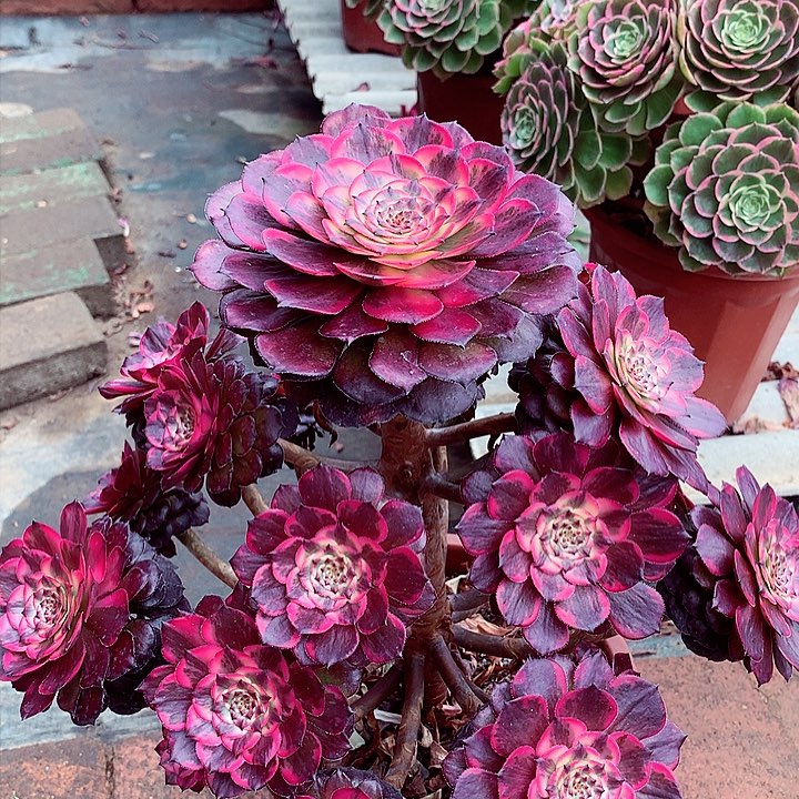 用****5烟花的，多肉植物