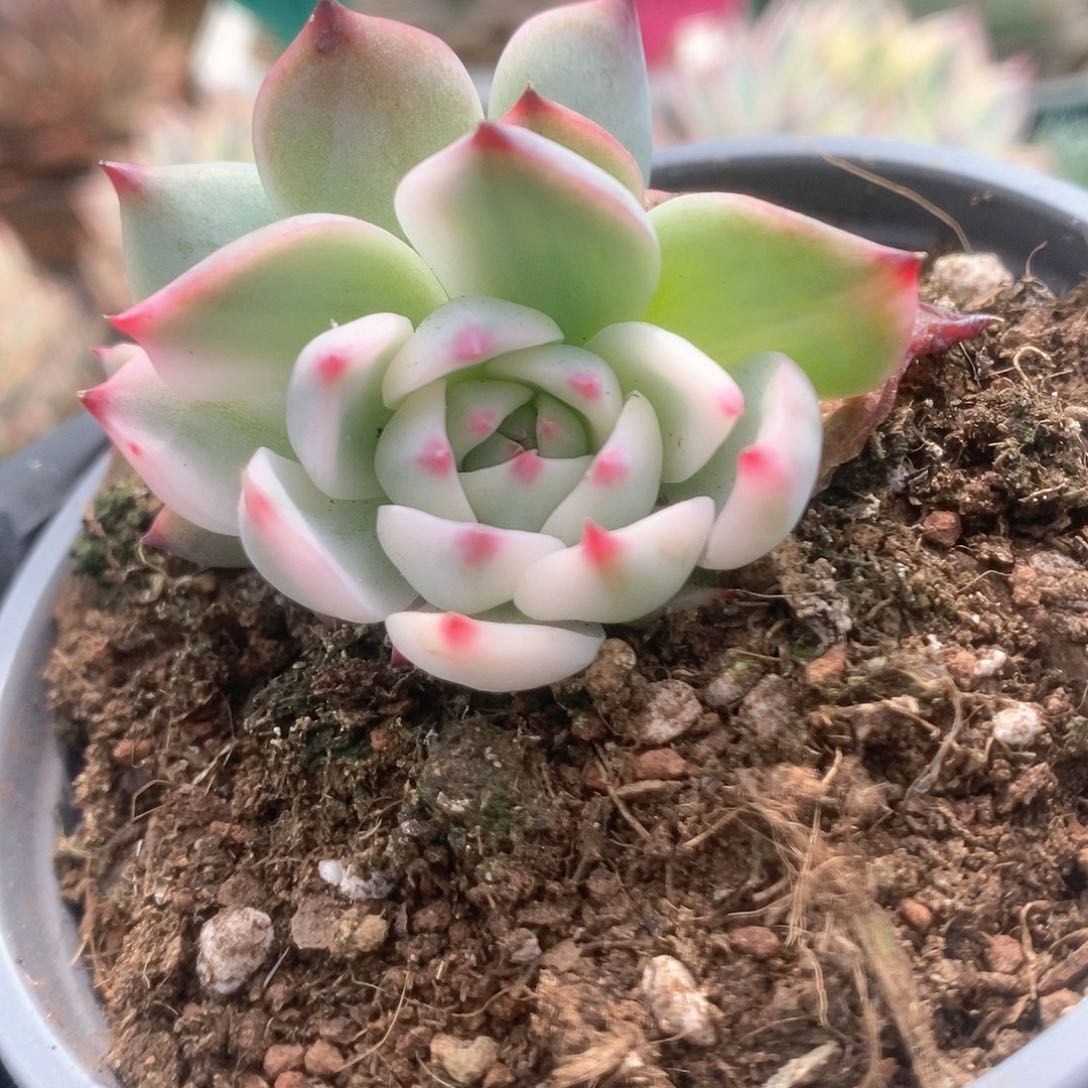 013锦锦锦锦锦锦锦锦