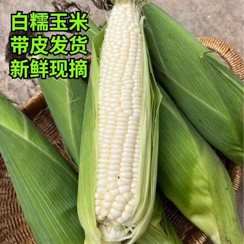 【带箱7斤】新鲜白糯玉米农家产地现摘带壳苞谷玉米棒子