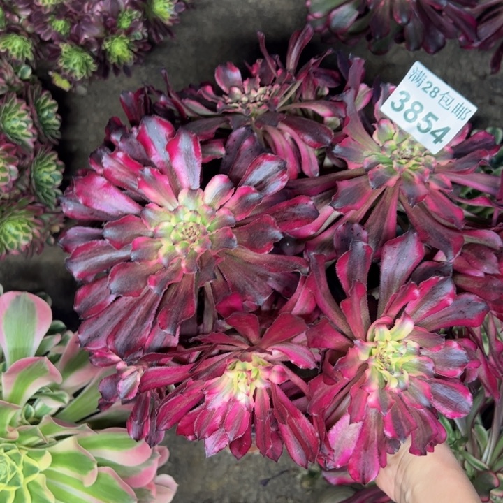 3854南雪姬多肉植物