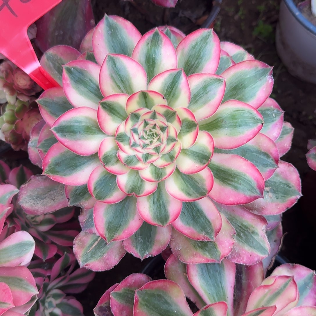 @***r4542爱丽丝多肉法师