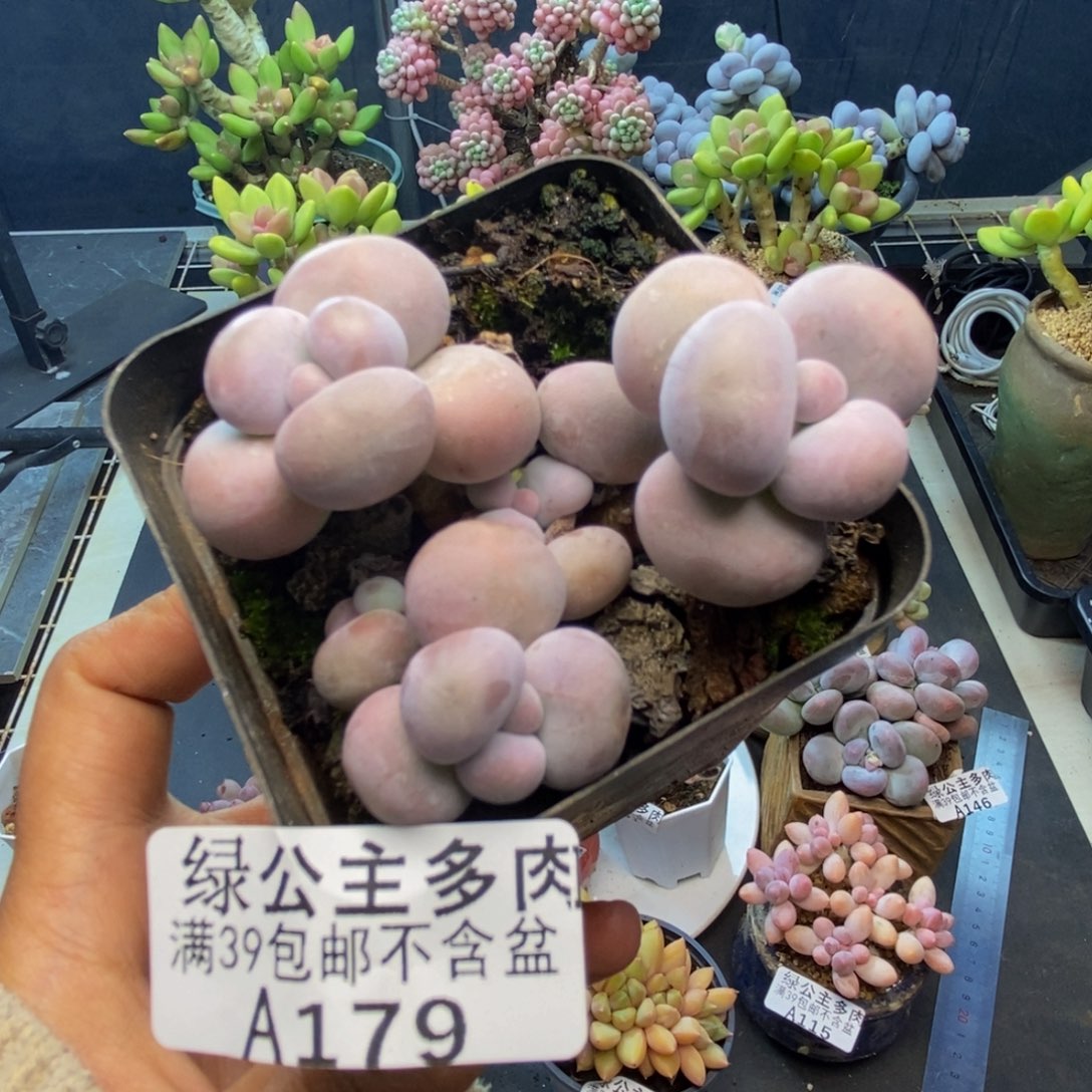 179橙奶多肉肉5c m