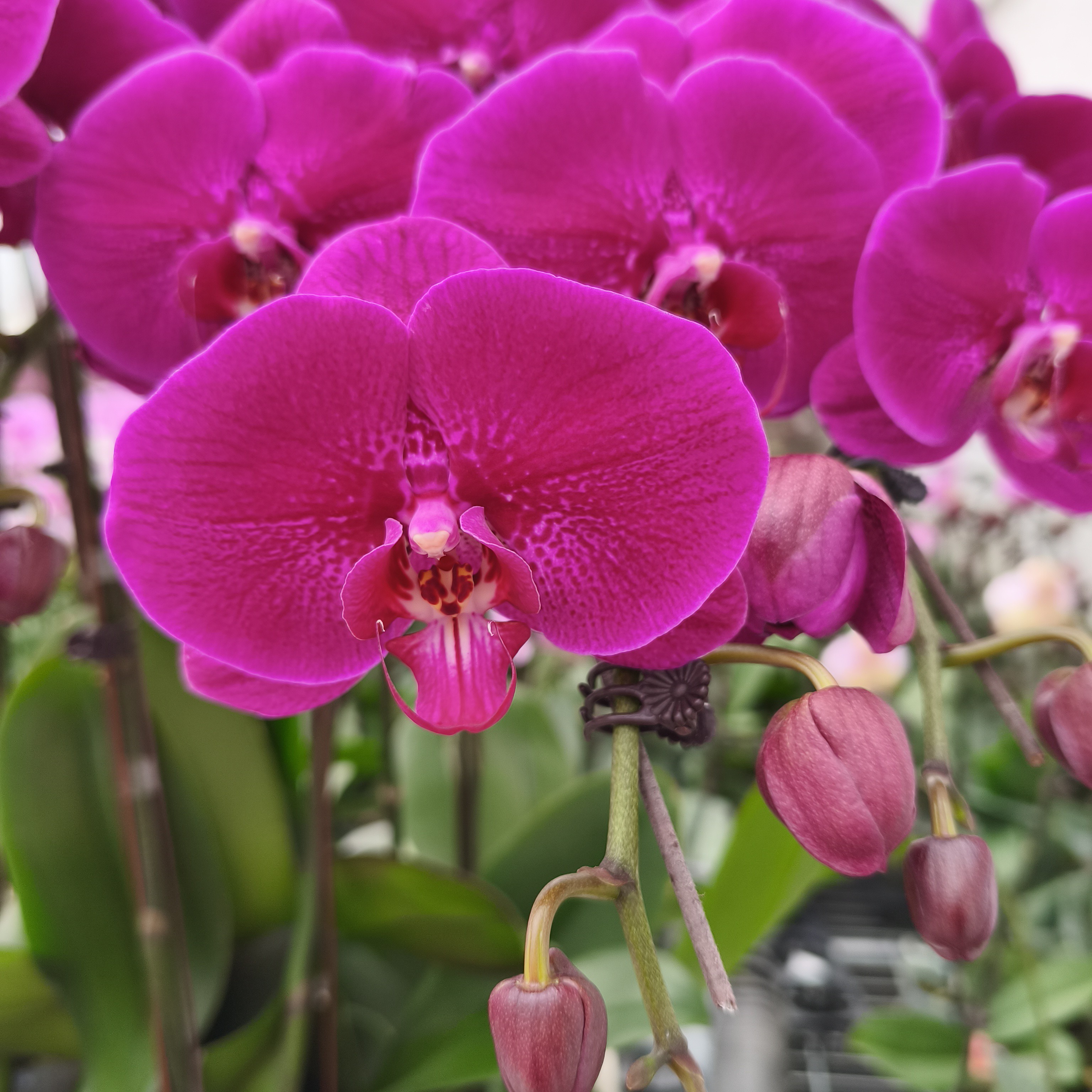 【焰火】  3.5寸蝴蝶兰单株 大花美观   易养耐看  室内绿植