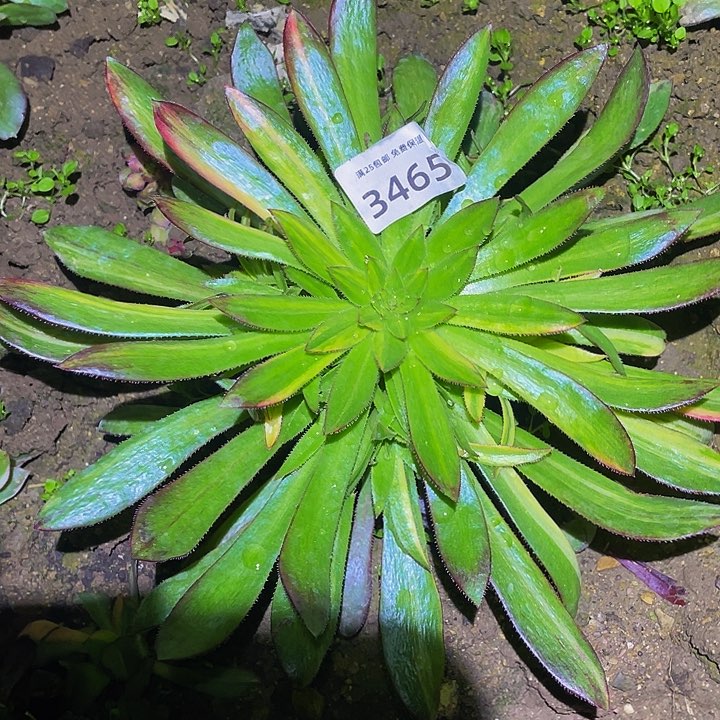 3465孔雀七彩多肉植物