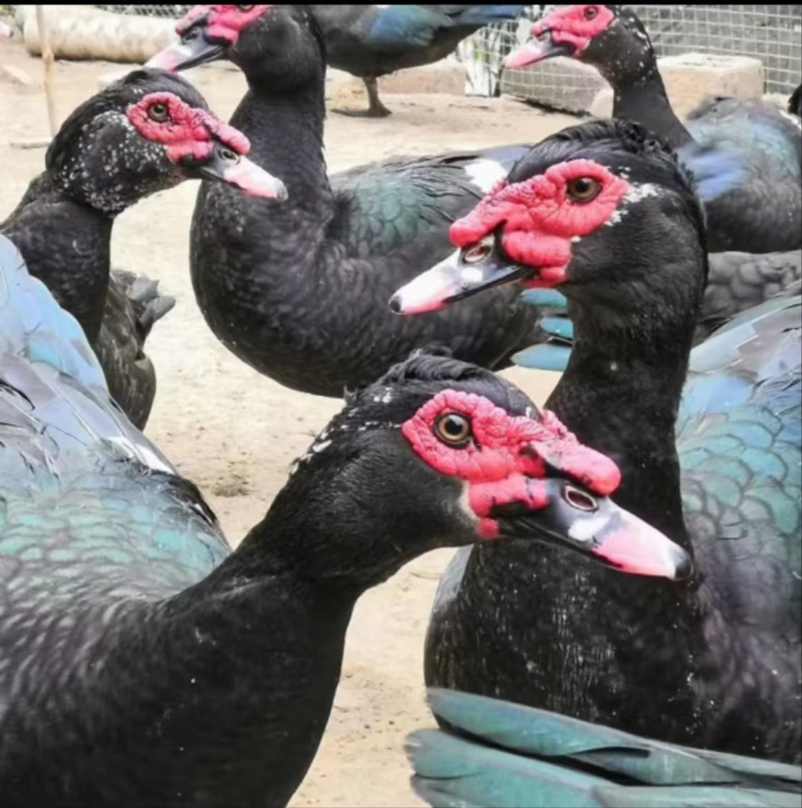 农村散养黑番鸭西洋鸭整只顺丰冷链发货