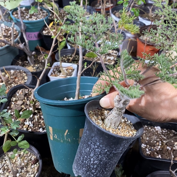 F***）古木加舍特待人图发货